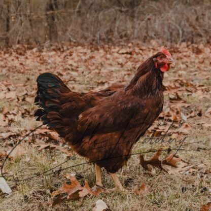 Red Sex Link Chicken - Image 2