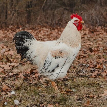 Red Sex Link Chicken