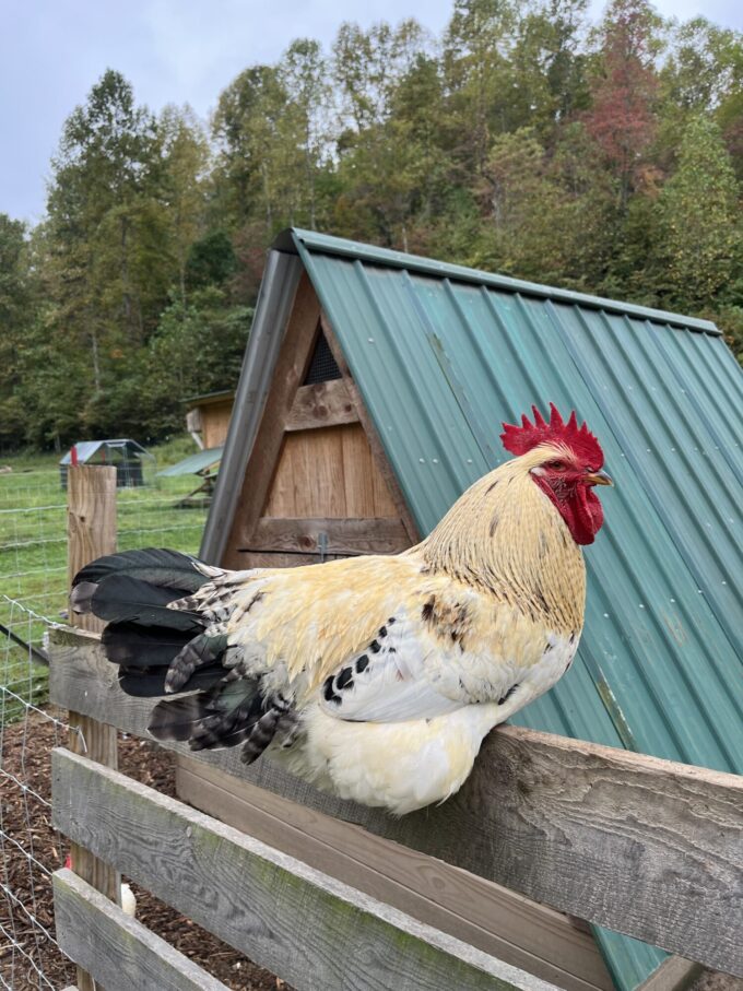 Red Sex Link Chicken