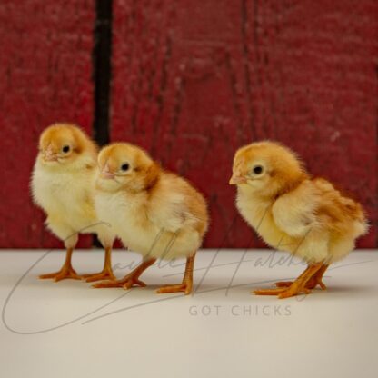 Red Shoulder Yokohama Chicken - Image 3