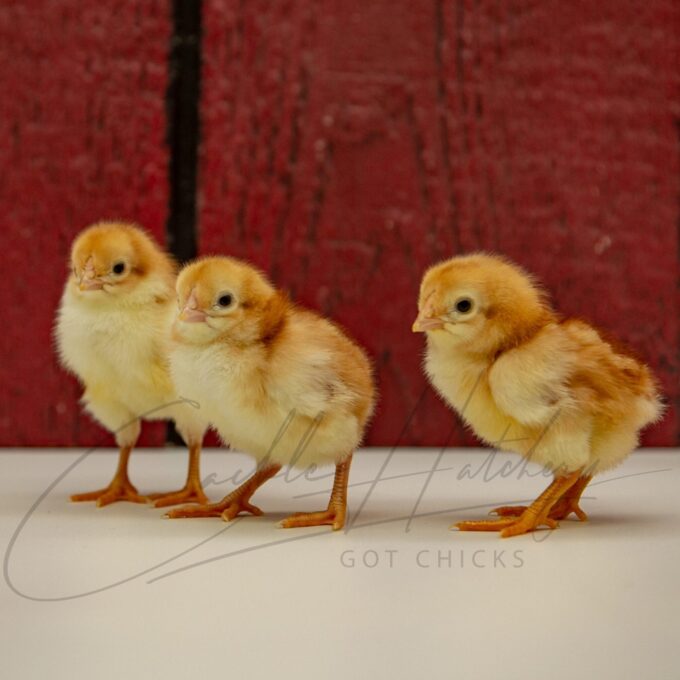 Red Shoulder Yokohama Chicks