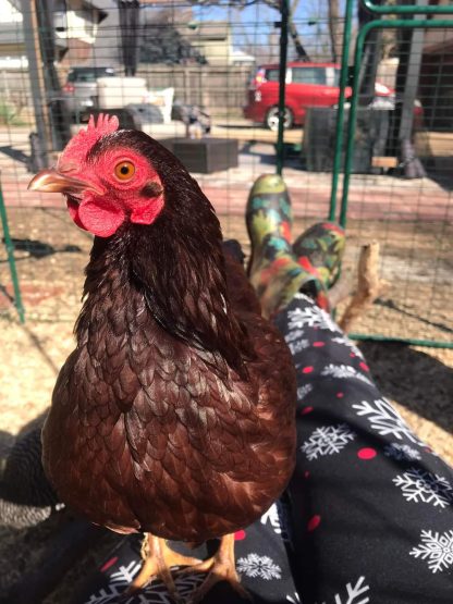 Rhode Island Red Bantam