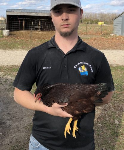 Rhode Island Red Bantam Chicken