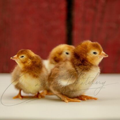 Rhode Island Red Bantam - Image 3