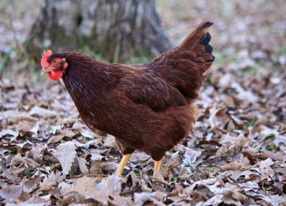 Rhode Island Red Production Credit Ashley Bonick