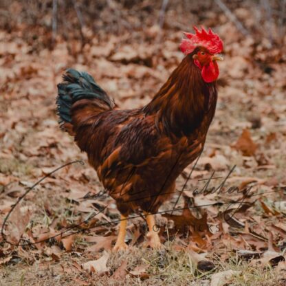 Rhode Island Red Chicken