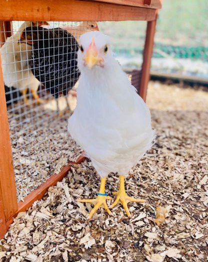 Rhode Island White Chicken