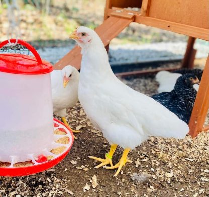 Rhode Island White Chicken