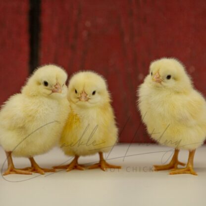 Rhode Island White Chicken - Image 3