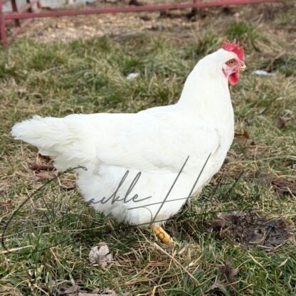 Rhode Island White Chicken