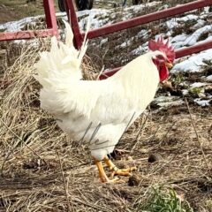 Rhode Island White Chicken