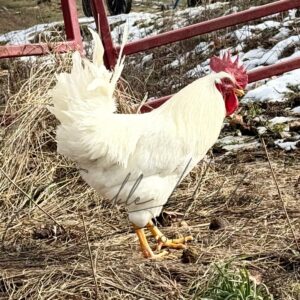 Rhode Island White Chicken