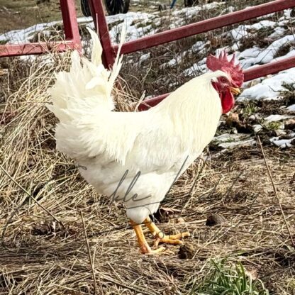 Rhode Island White Chicken