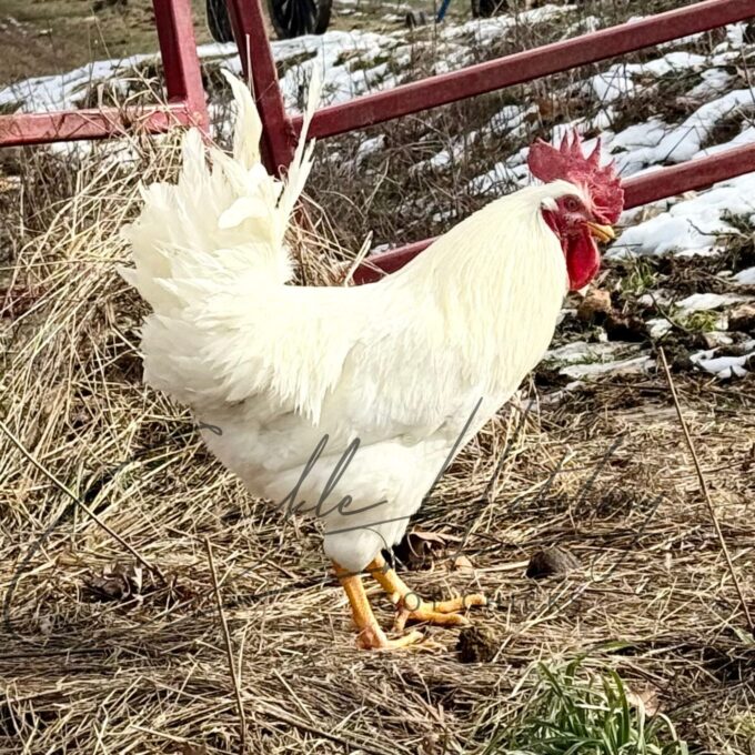 Rhode Island White Chicken