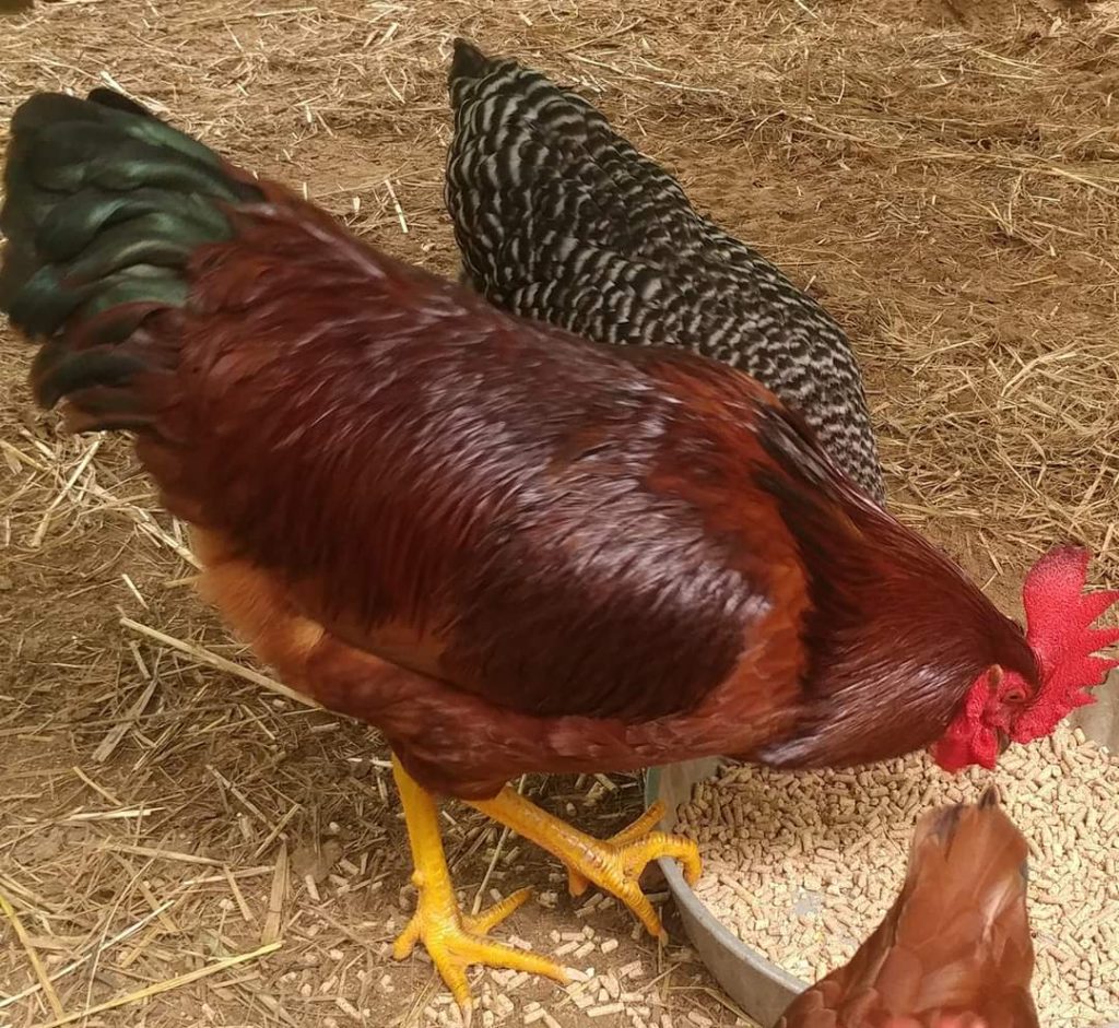 Rhode Island Red Baby Chicken Chicks For Sale Cackle Hatchery®