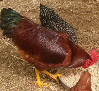 Rhode Island red