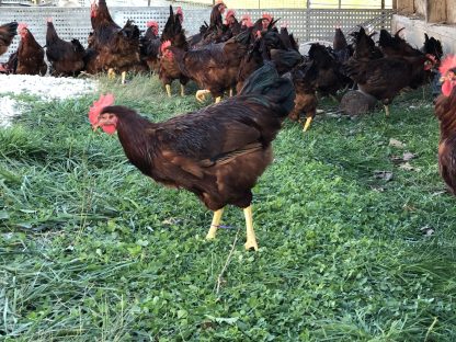 Rhode Island red