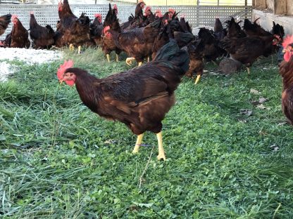 Rhode Island red