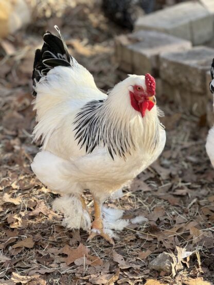 Brahma Poultry Supplies for sale