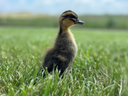 Rouen Ducks