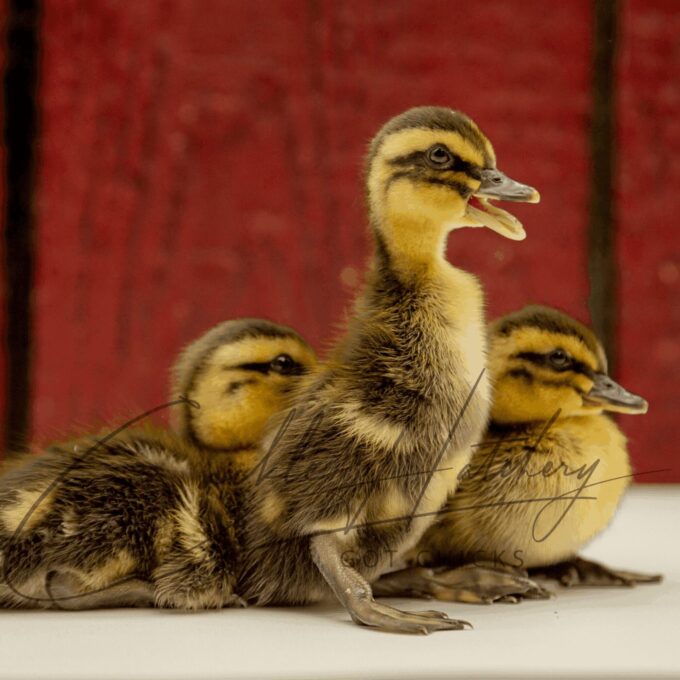 Rouen Ducks