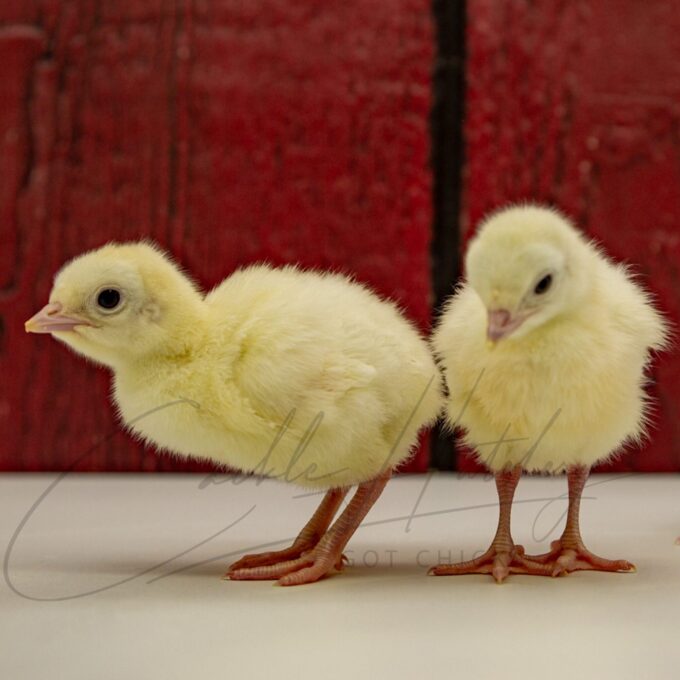 Royal Palm Turkey Chicks