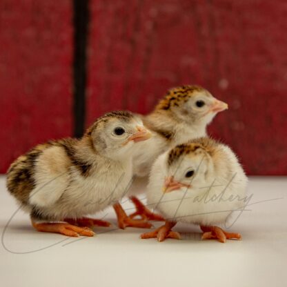 Royal Purple Guinea - Image 3