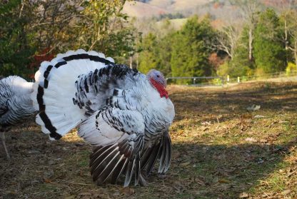 Royal palm turkey