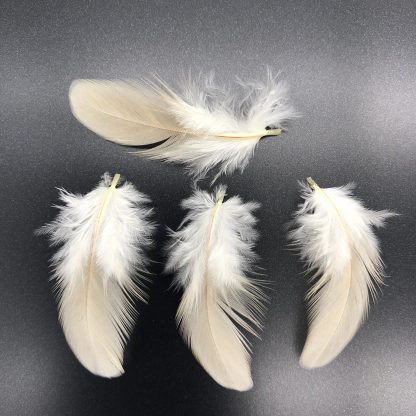 Saipan Jungle Fowl Feathers