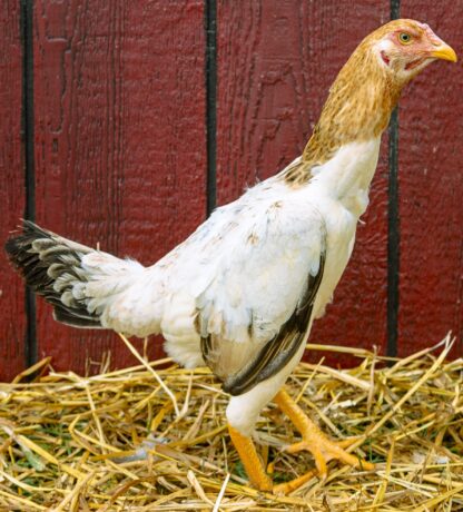 Saipan Hen