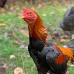 Saipan Jungle Fowl Chicken