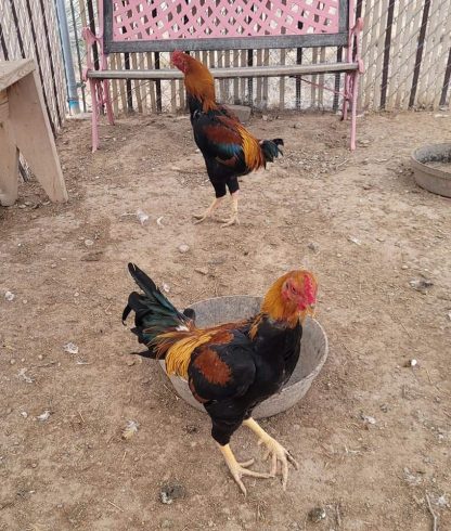 Saipan Jungle Fowl