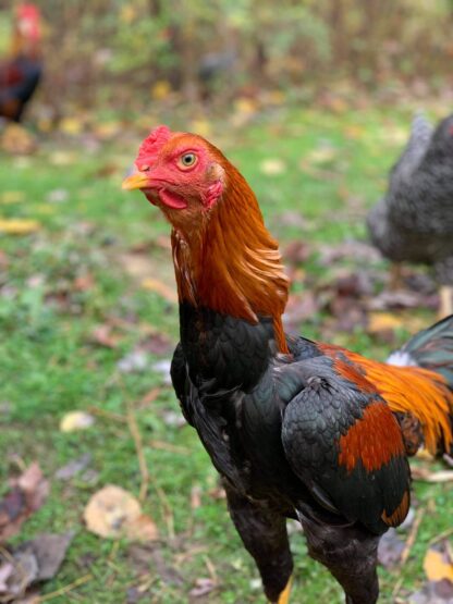 Saipan Jungle Fowl Chicken