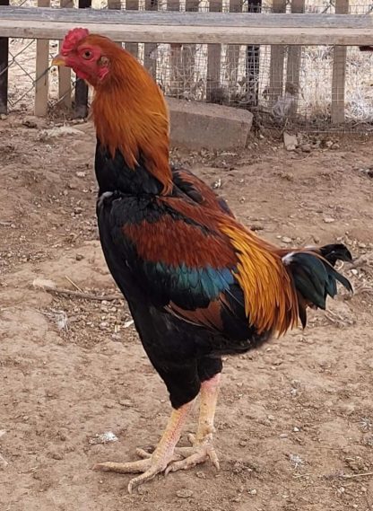 Saipan Jungle Fowl