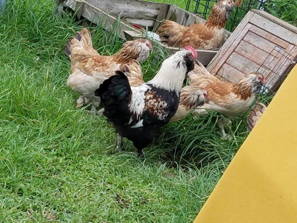 Salmon Faverolle Chickens Baby Chicks for Sale Cackle Hatchery®