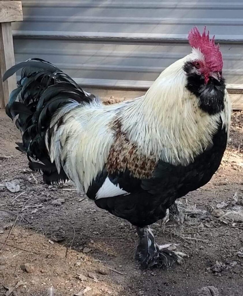 Salmon Faverolle Chickens Baby Chicks for Sale Cackle Hatchery®