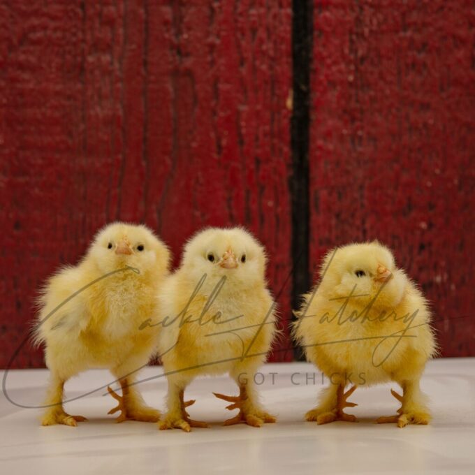 Salmon Faverolle Chicken - Image 3