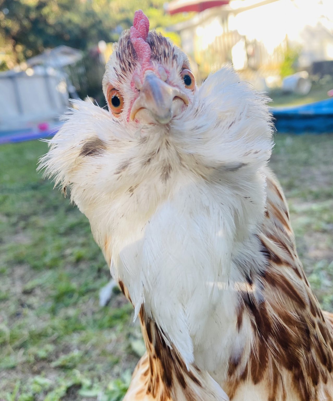 Salmon Faverolle Chickens Baby Chicks for Sale Cackle Hatchery®