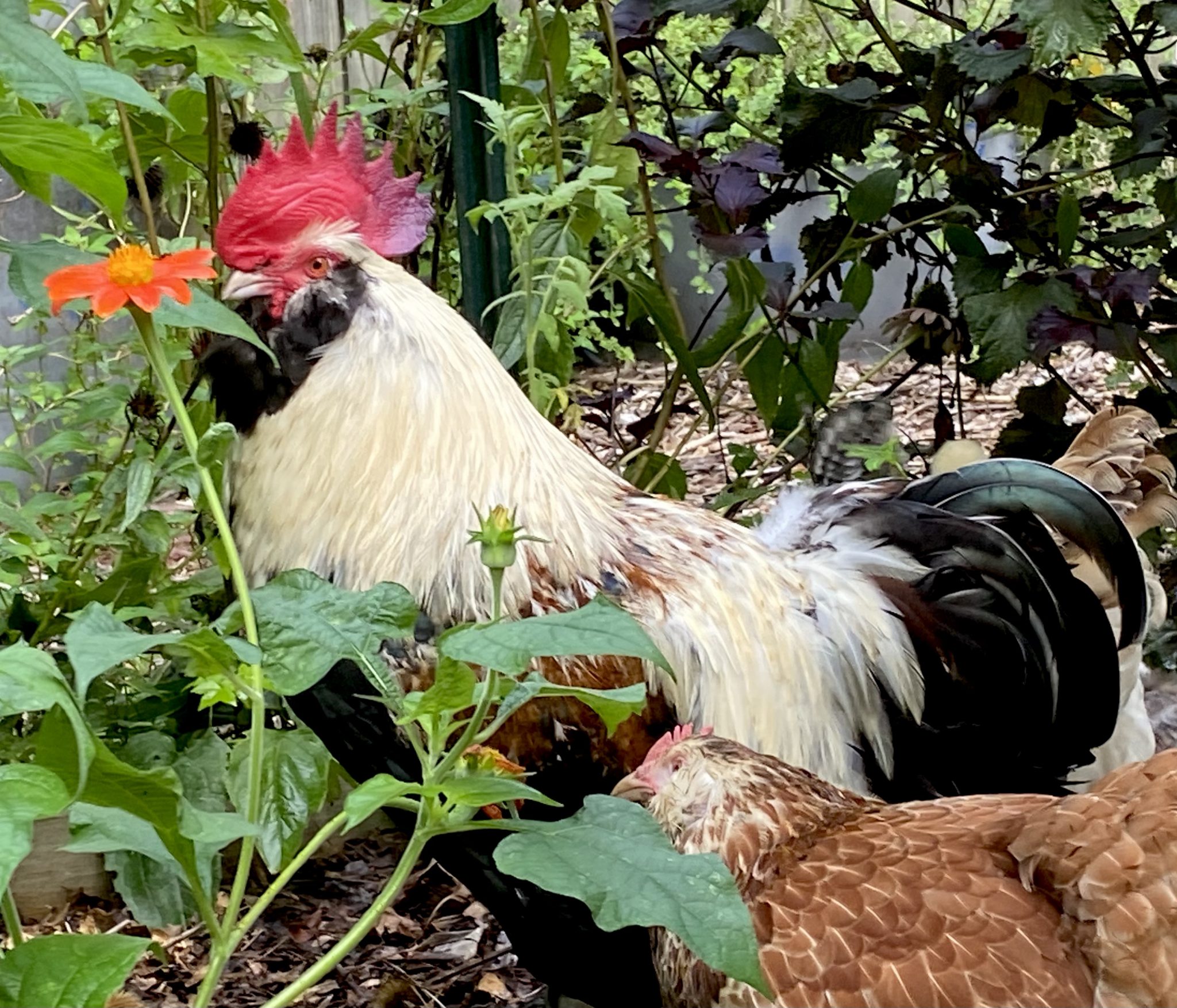 Salmon Faverolle Chickens Baby Chicks for Sale Cackle Hatchery®