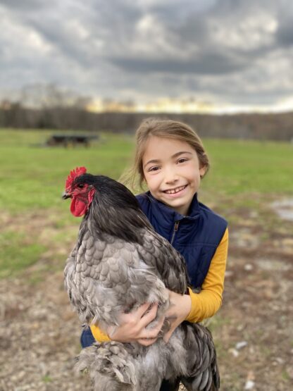 Blue Cochin Standard Chicken