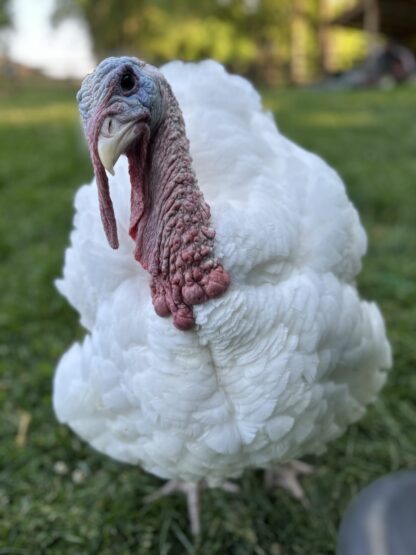 Broad Breasted White Turkey