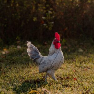 Self Blue Old English Game Bantam