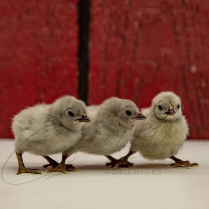 Self Blue Old English Game Bantam - Image 3