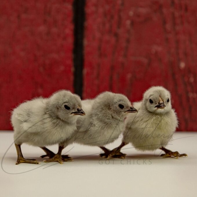 Self Blue Old English Game Bantam Chicks