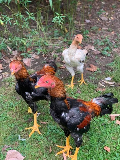 Saipan Jungle Fowl