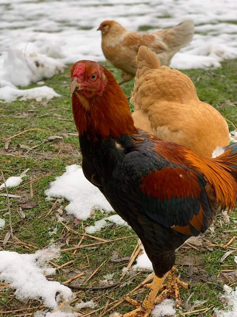 Saipan Jungle Fowl