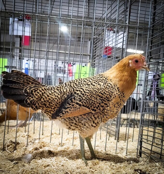 Sicilian Buttercup - Image 46