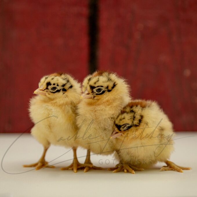 Sicilian Buttercup Chicks