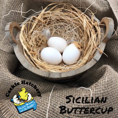 Sicilian Buttercup Eggs