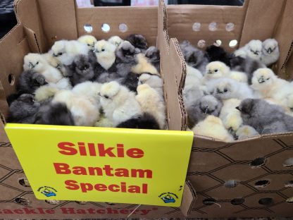 Silkie Bantam Special